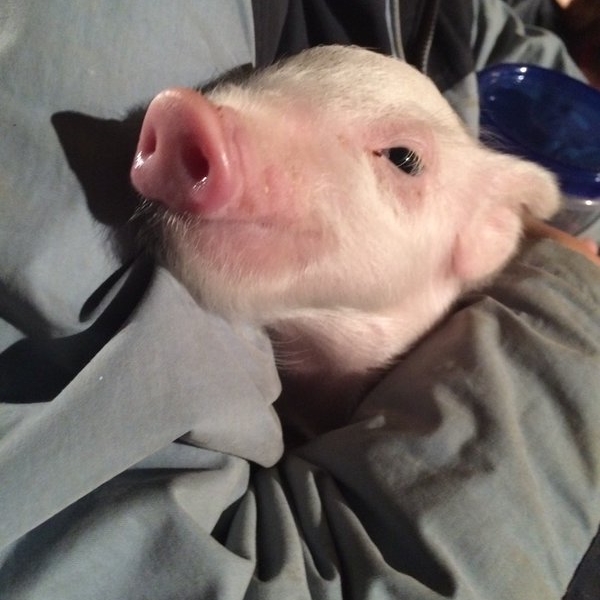piglet